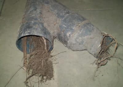 large root intrusion in drain pipes
