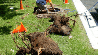Clearing Overgrown Roots Affecting Stormwater Pipe - Pipe Repair in Caloundra, Sunshine Coast